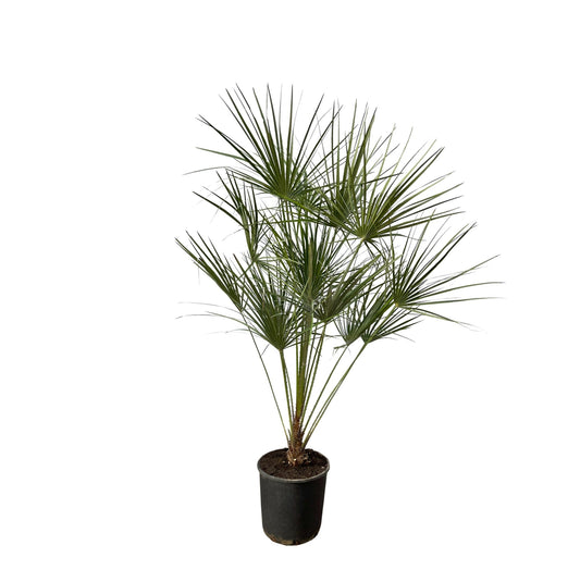 Chamaerops Humilis op stam - 160 cm - Forestbloom