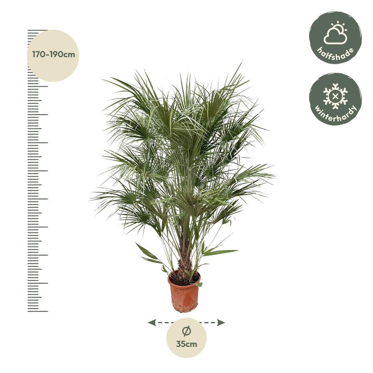 Chamaerops Humilis struik - 170 cm - Forestbloom