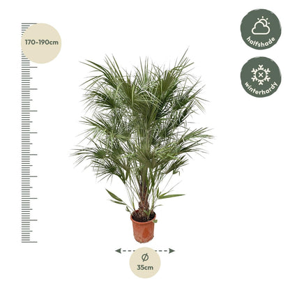 Chamaerops Humilis struik - 170 cm - Forestbloom