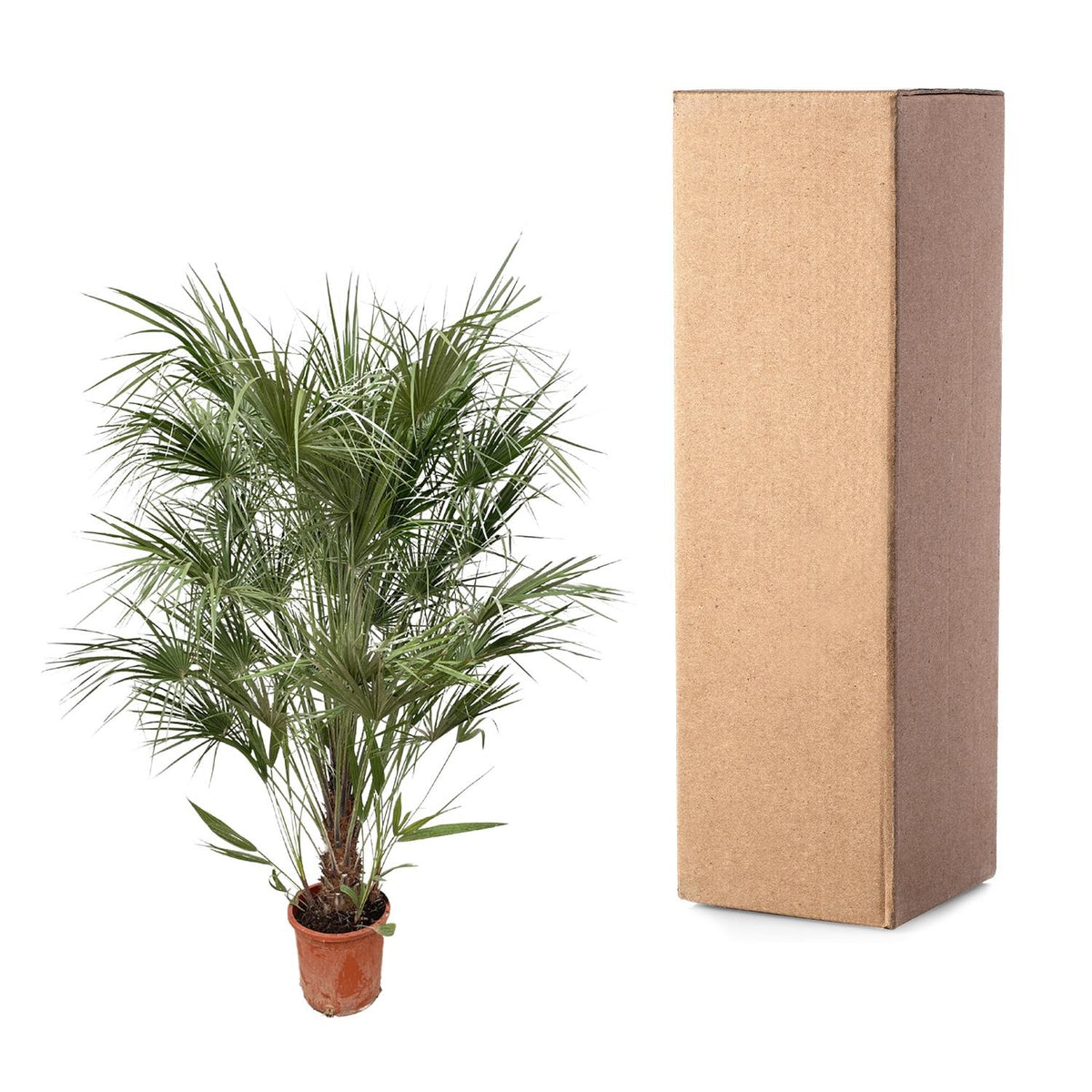 Chamaerops Humilis struik - 170 cm - Forestbloom
