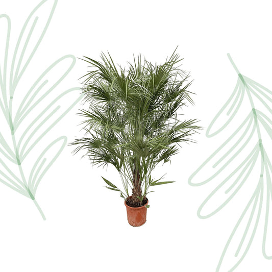 Chamaerops Humilis struik - 170 cm - Forestbloom