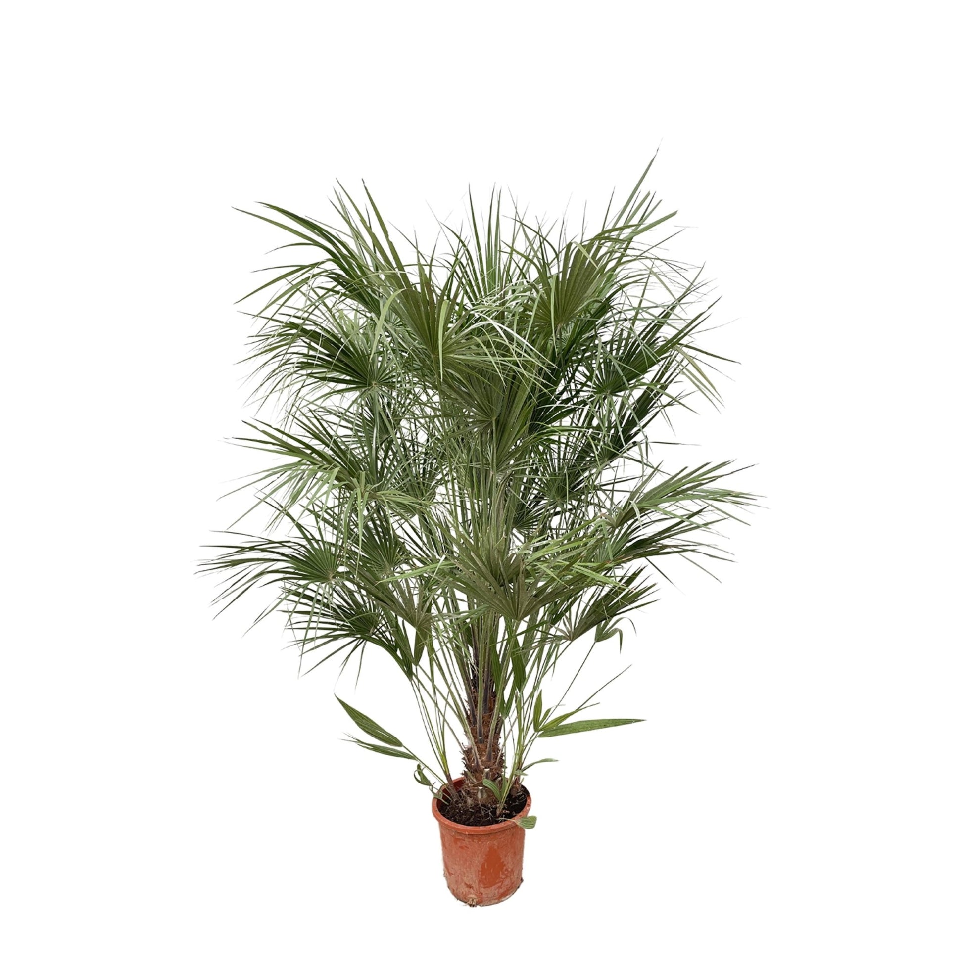Chamaerops Humilis struik - 170 cm - Forestbloom