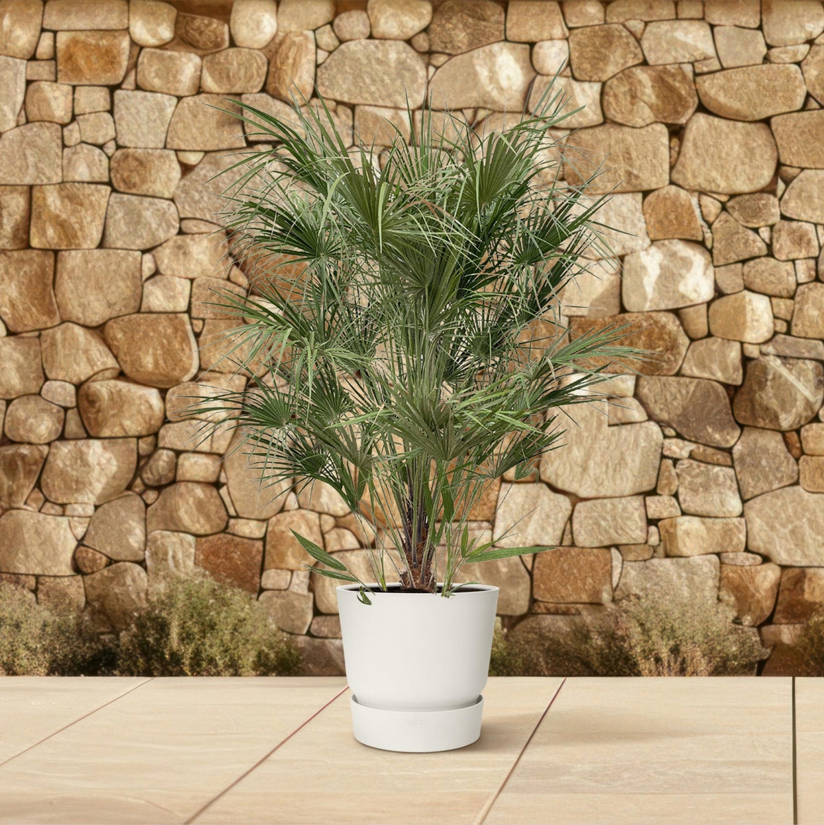 Chamaerops Humilis struik - 170 cm - Forestbloom