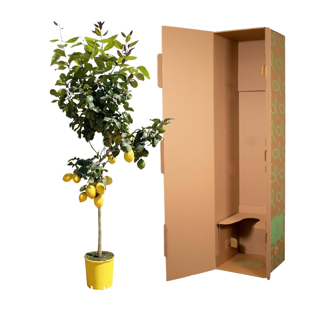 Citroenboom - 150 cm - Forestbloom