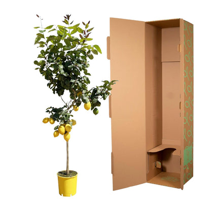 Citroenboom - 150 cm - Forestbloom