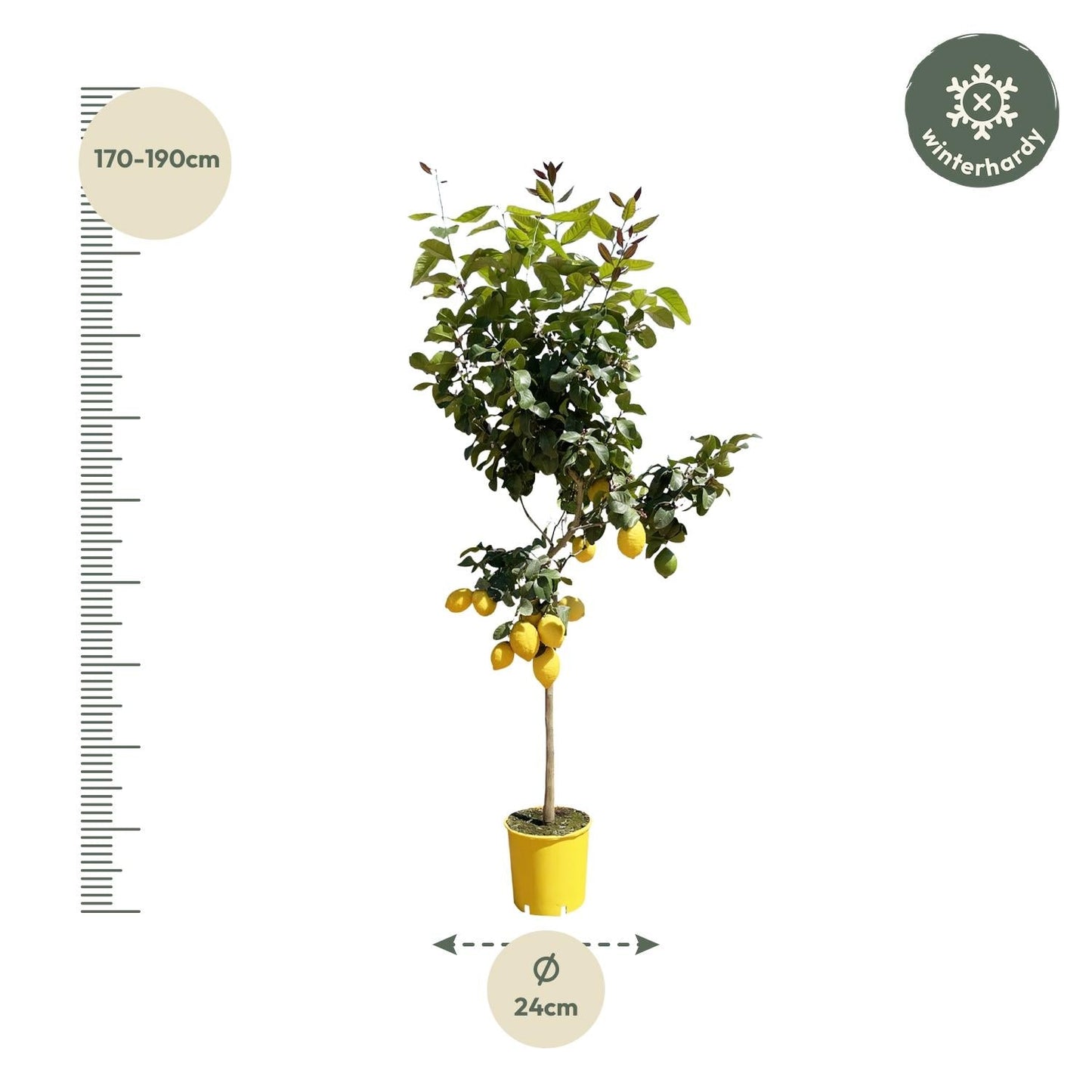 Citroenboom - 150 cm - Forestbloom