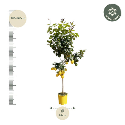 Citroenboom - 150 cm - Forestbloom