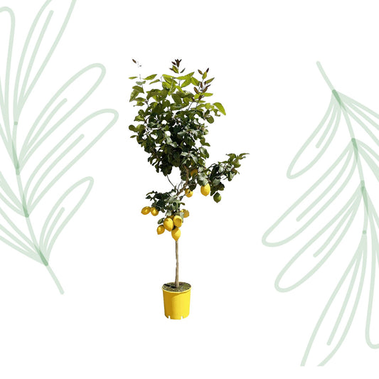 Citroenboom - 150 cm - Forestbloom