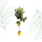 Citroenboom - 150 cm - Forestbloom