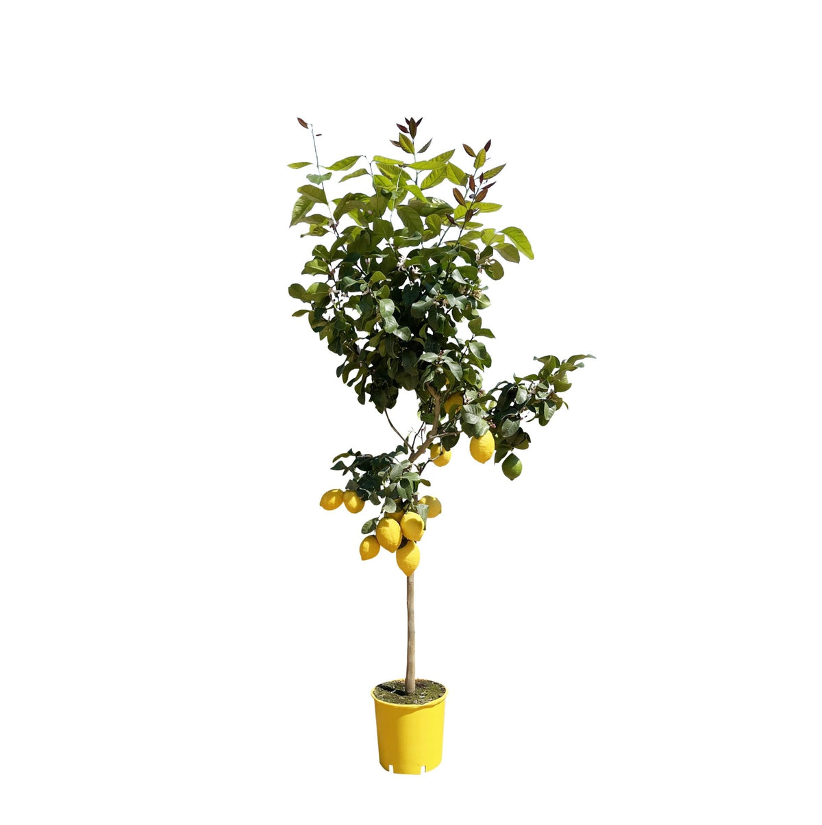 Citroenboom - 150 cm - Forestbloom