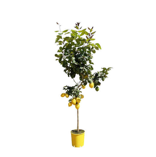 Citroenboom - 150 cm - Forestbloom