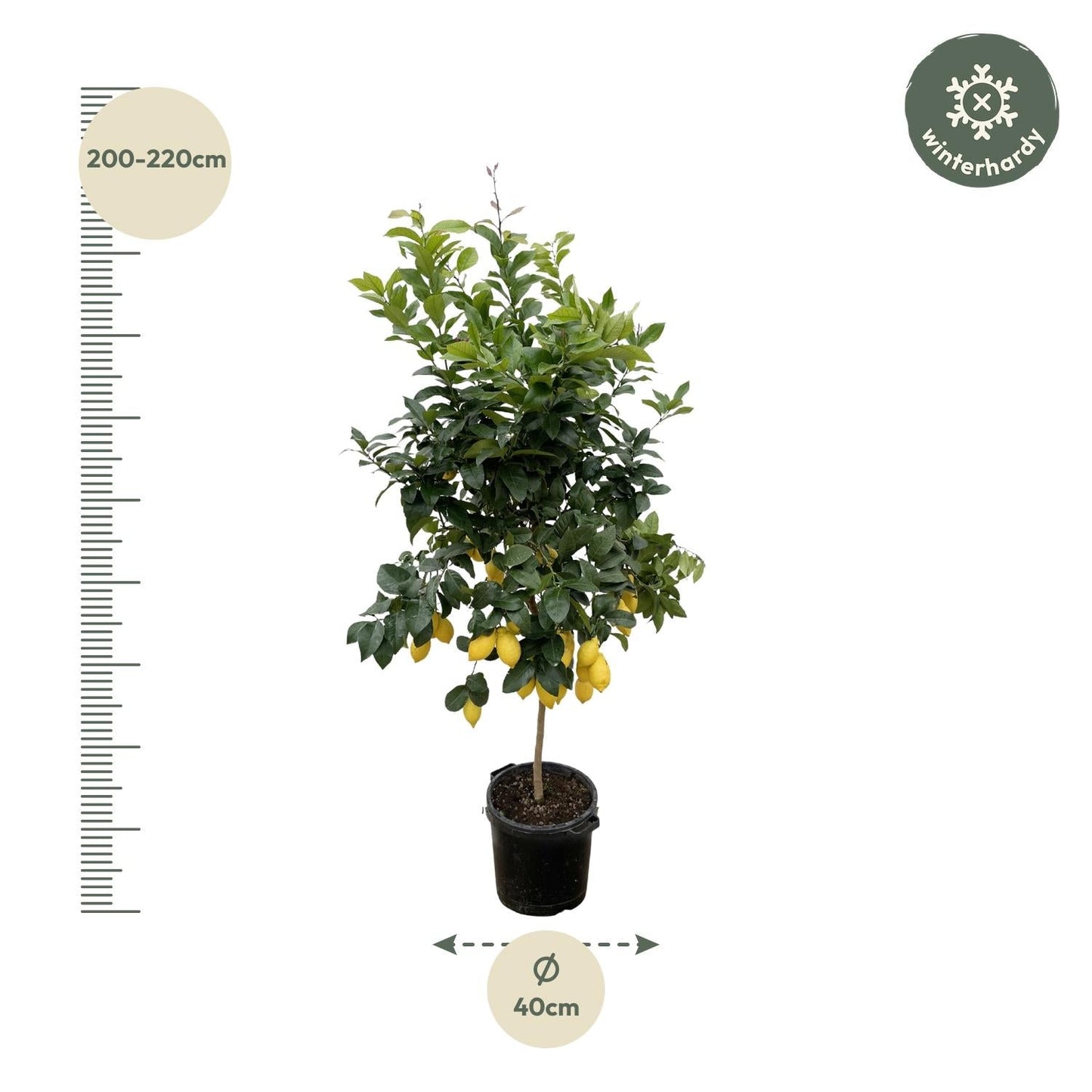 Citrus Lemon - 200 cm - Forestbloom