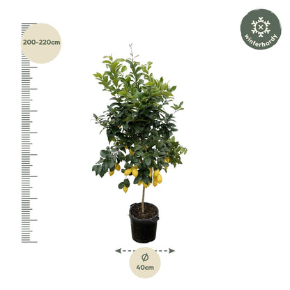 Citrus Lemon - 200 cm - Forestbloom