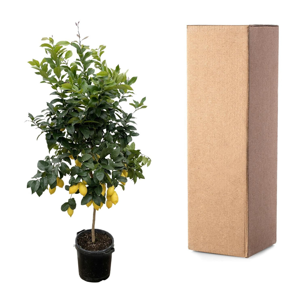Citrus Lemon - 200 cm - Forestbloom