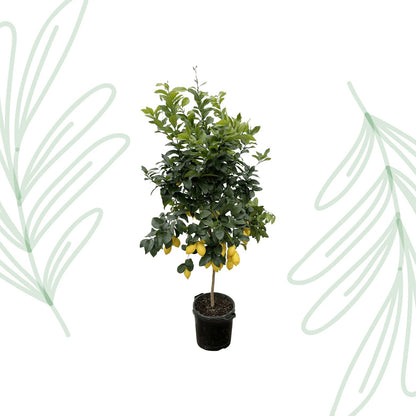 Citrus Lemon - 200 cm - Forestbloom