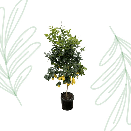 Citrus Lemon - 200 cm - Forestbloom