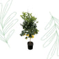 Citrus Lemon - 200 cm - Forestbloom