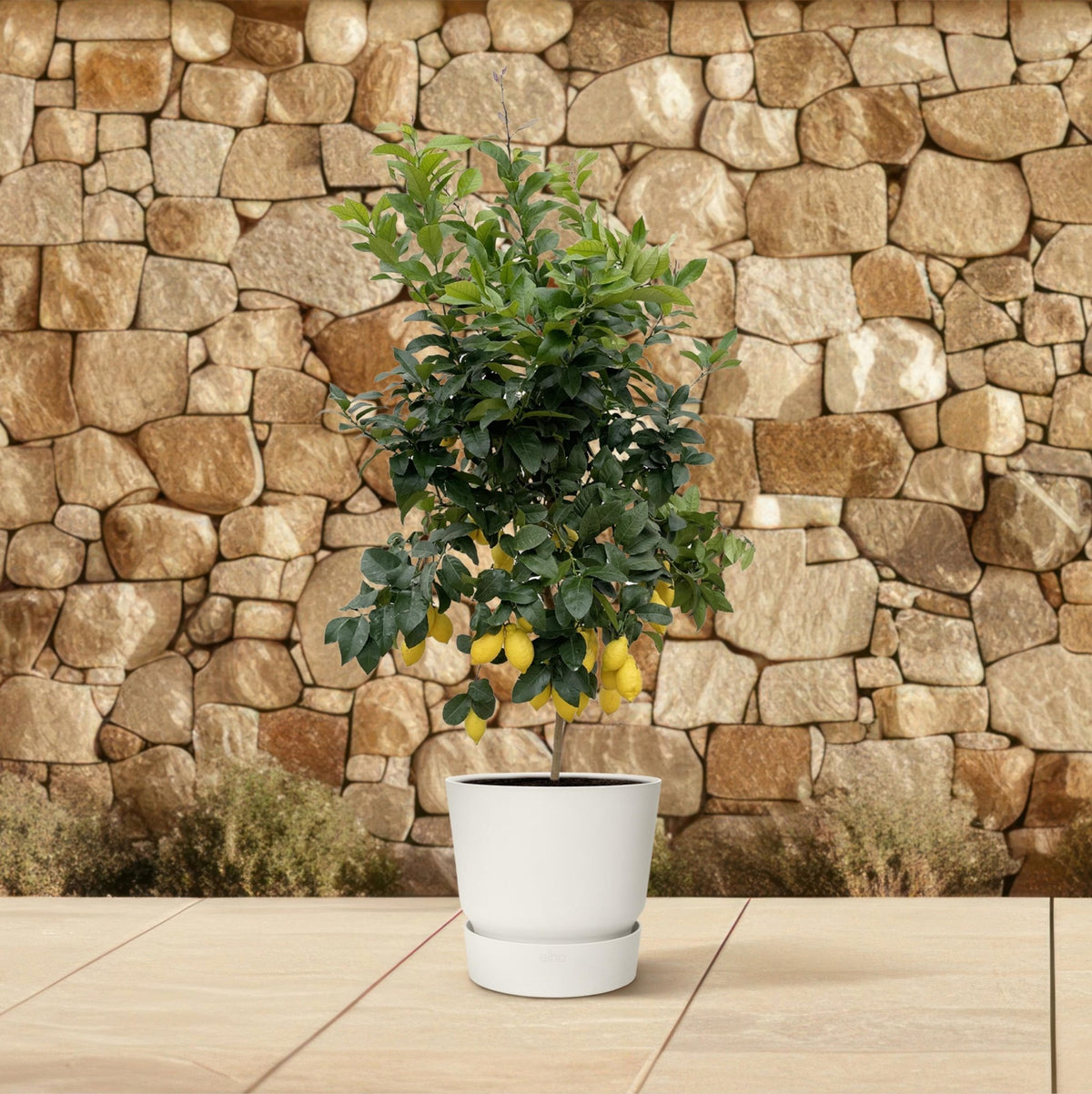 Citrus Lemon - 200 cm - Forestbloom