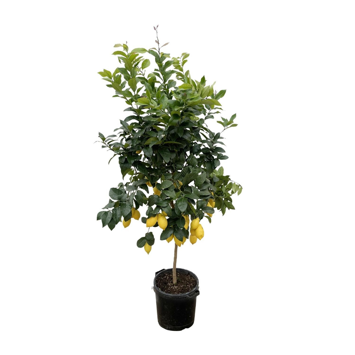 Citrus Lemon - 200 cm - Forestbloom