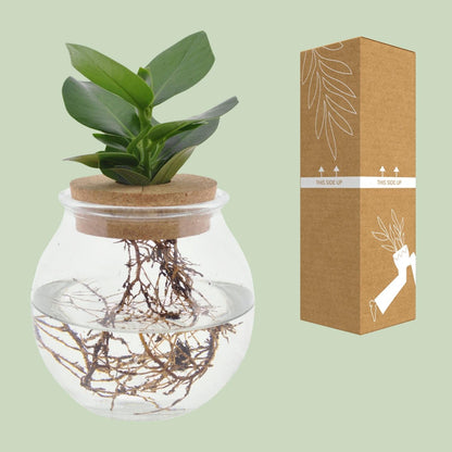 Clusia In Bolglas + Klikkurk - Forestbloom