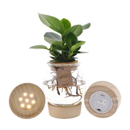 Clusia In Bolglas + Klikkurk + LED - Forestbloom