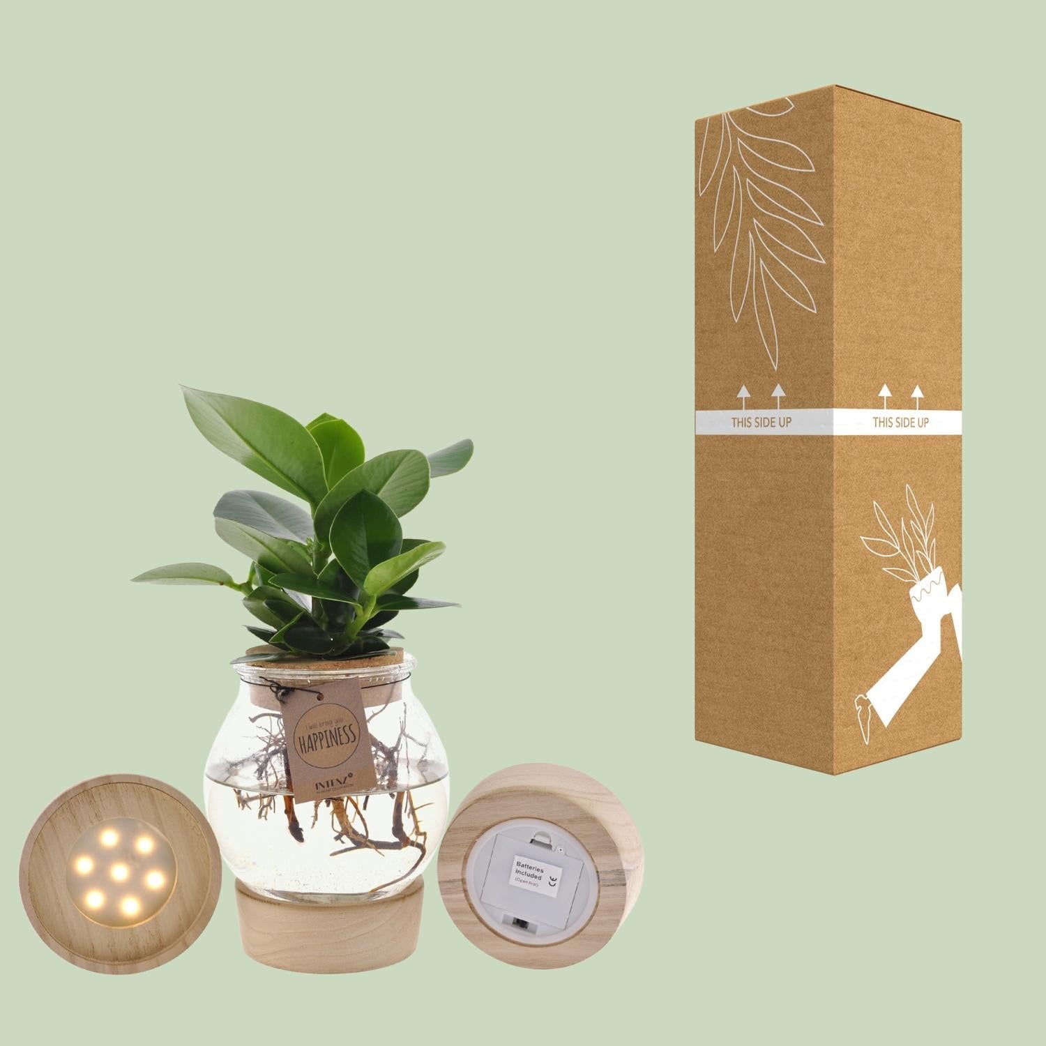 Clusia In Bolglas + Klikkurk + LED - Forestbloom