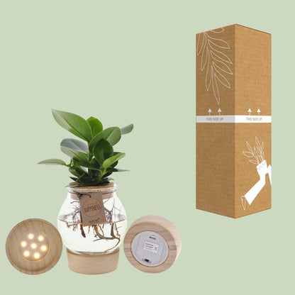 Clusia In Bolglas + Klikkurk + LED - Forestbloom