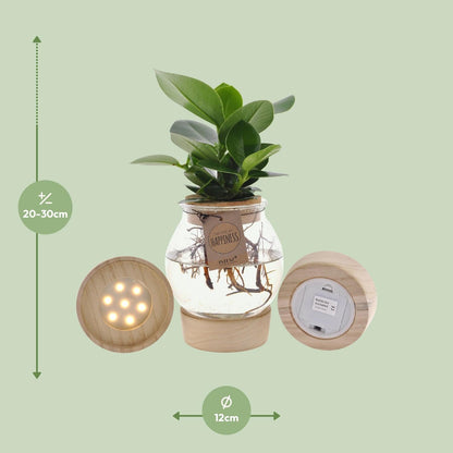 Clusia In Bolglas + Klikkurk + LED - Forestbloom