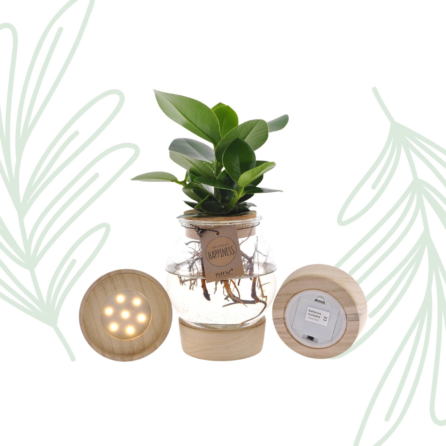 Clusia In Bolglas + Klikkurk + LED - Forestbloom