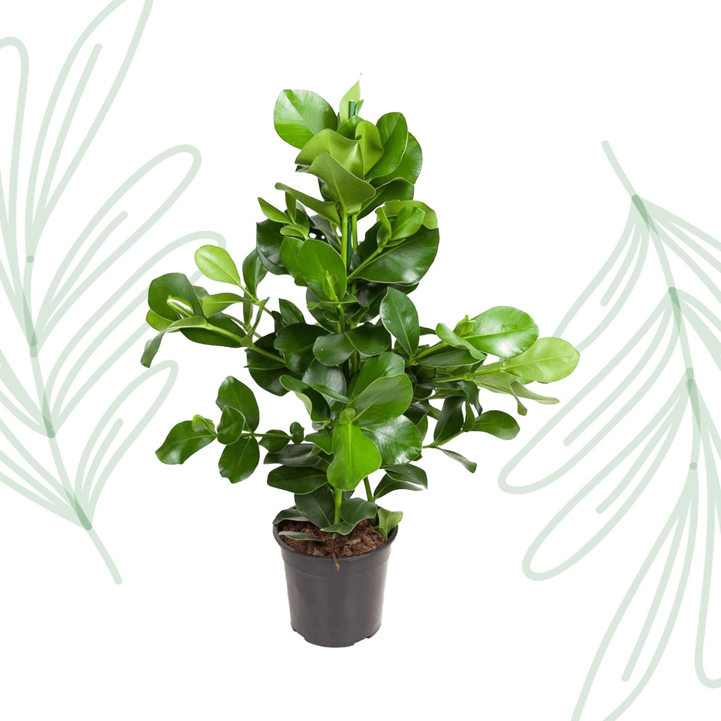 Clusia Rosea - 110 cm - Forestbloom