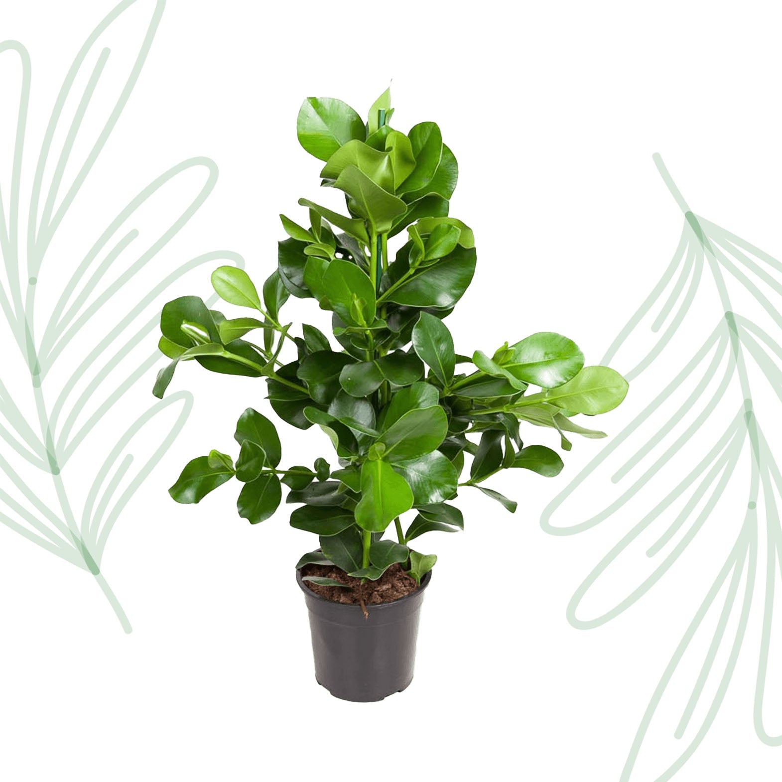 Clusia Rosea - 110 cm - Forestbloom