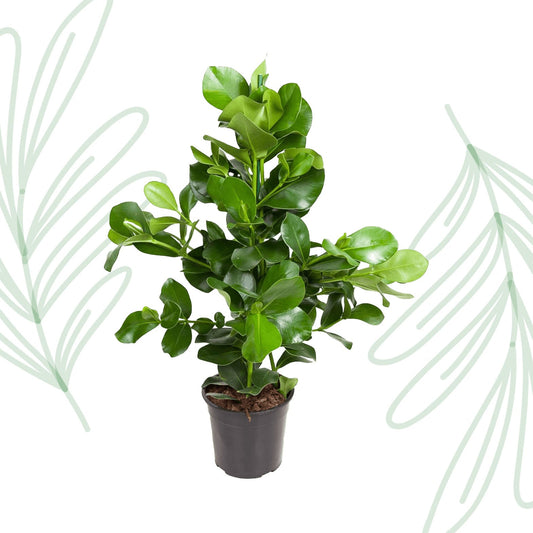 Clusia Rosea - 110 cm - Forestbloom