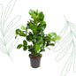 Clusia Rosea - 110 cm - Forestbloom