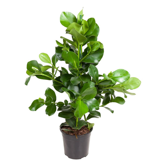 Clusia Rosea - 110 cm - Forestbloom