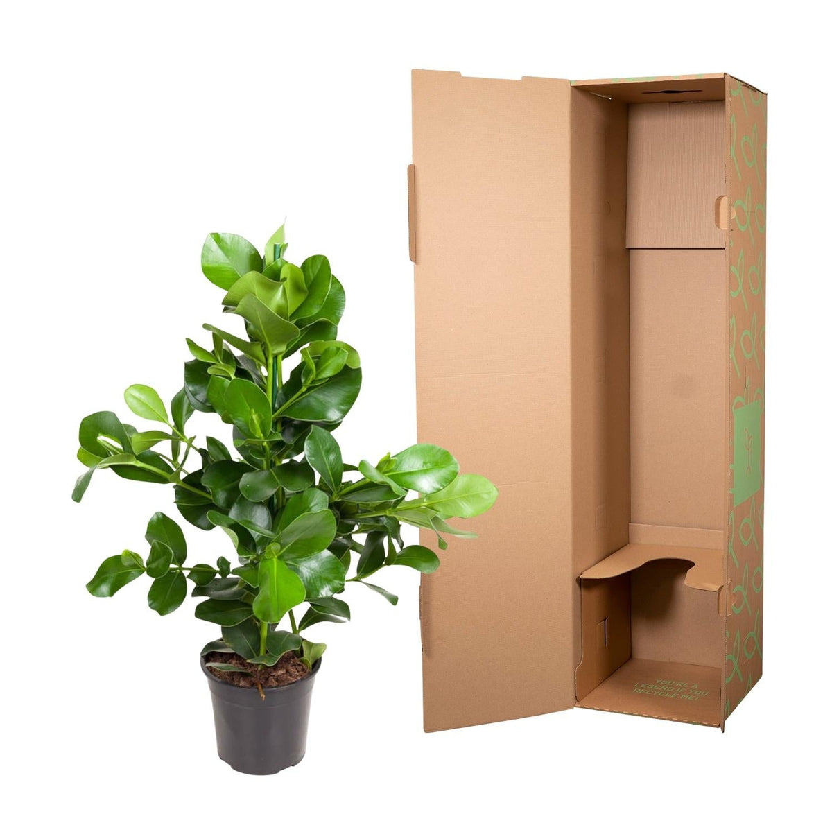 Clusia Rosea - 110 cm - Forestbloom