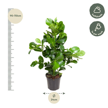 Clusia Rosea - 110 cm - Forestbloom