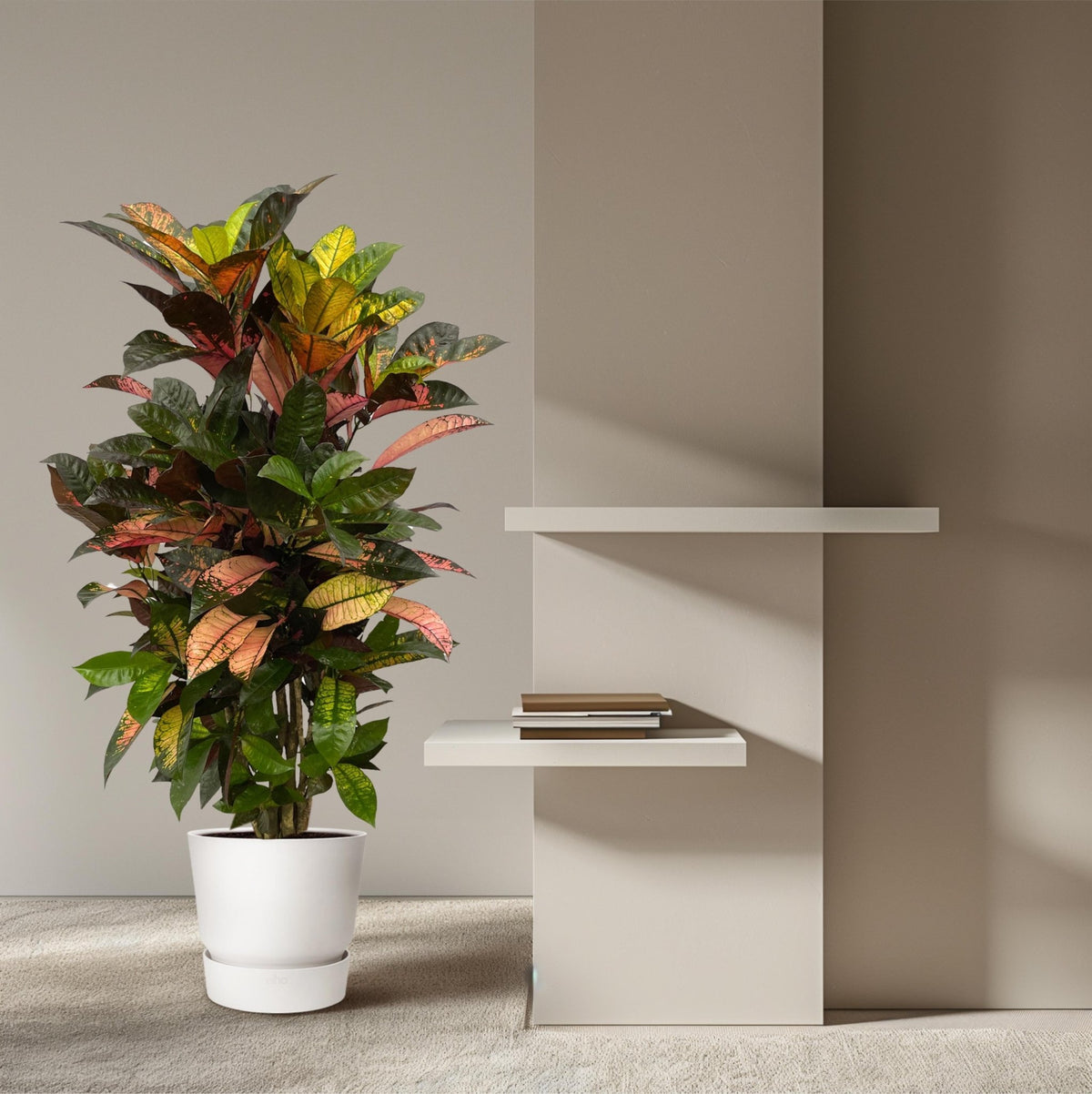 Codiaeum (Croton) Iceton vertakt - 120 cm - Forestbloom
