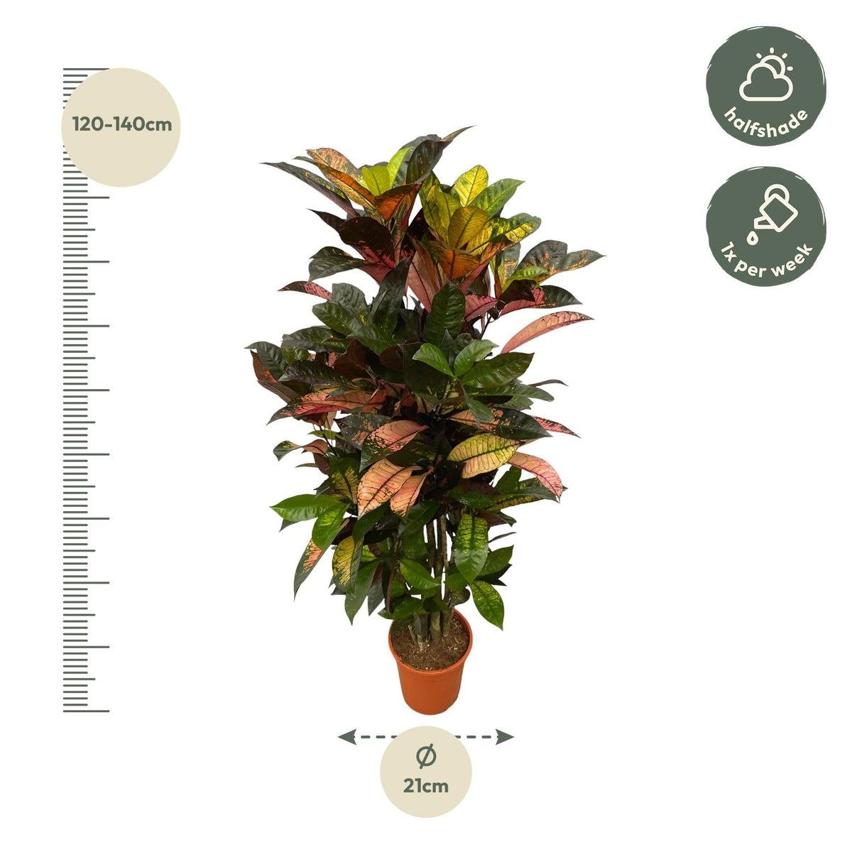 Codiaeum (Croton) Iceton vertakt - 120 cm - Forestbloom