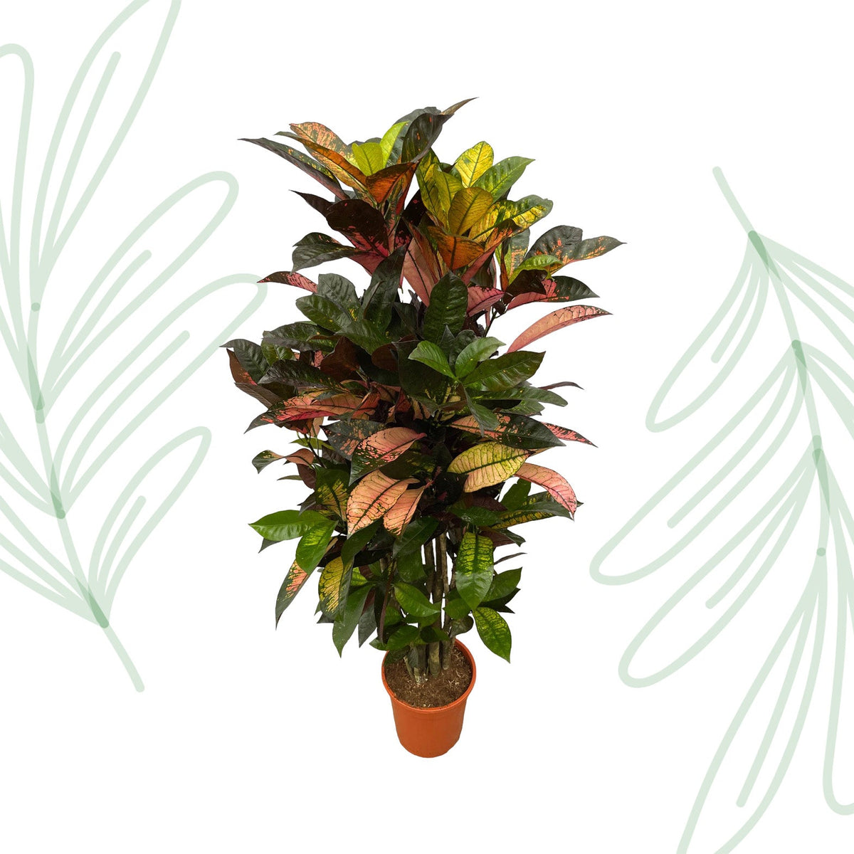 Codiaeum (Croton) Iceton vertakt - 120 cm - Forestbloom