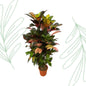 Codiaeum (Croton) Iceton vertakt - 120 cm - Forestbloom