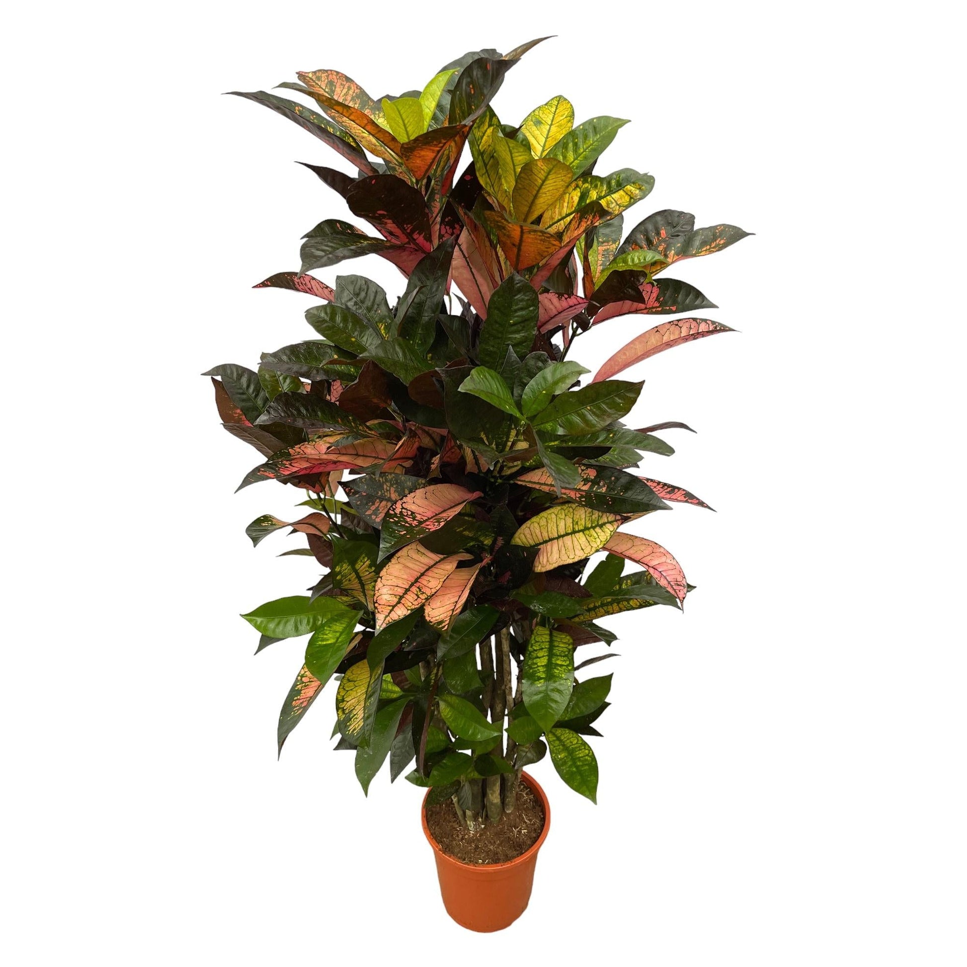 Codiaeum (Croton) Iceton vertakt - 120 cm - Forestbloom