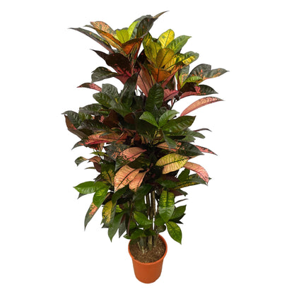 Codiaeum (Croton) Iceton vertakt - 120 cm - Forestbloom