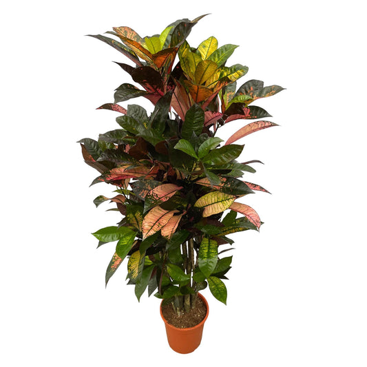 Codiaeum (Croton) Iceton vertakt - 120 cm - Forestbloom