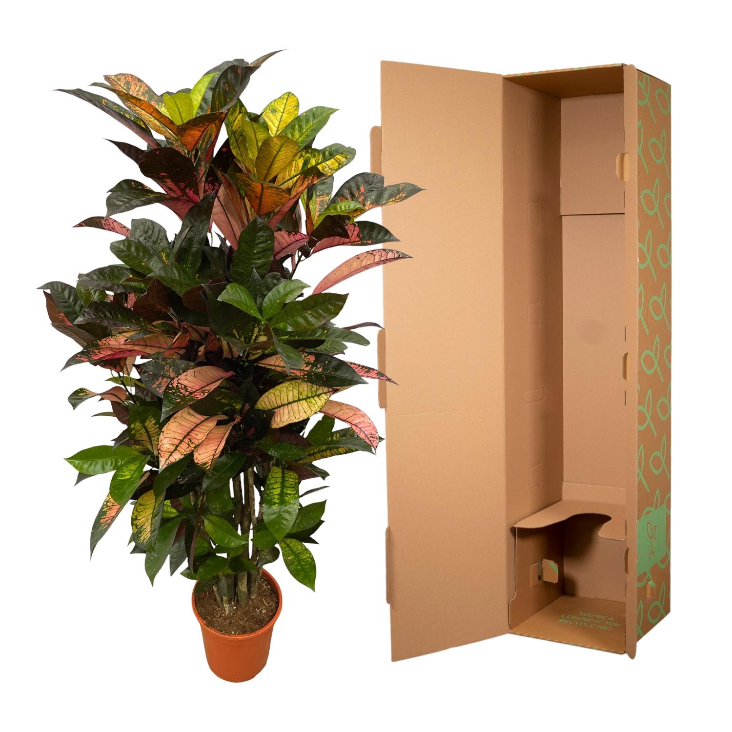 Codiaeum (Croton) Iceton vertakt - 120 cm - Forestbloom