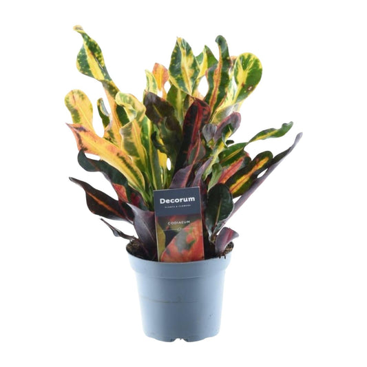 Codiaeum variegatum 'Mammi' - 30 cm - Forestbloom