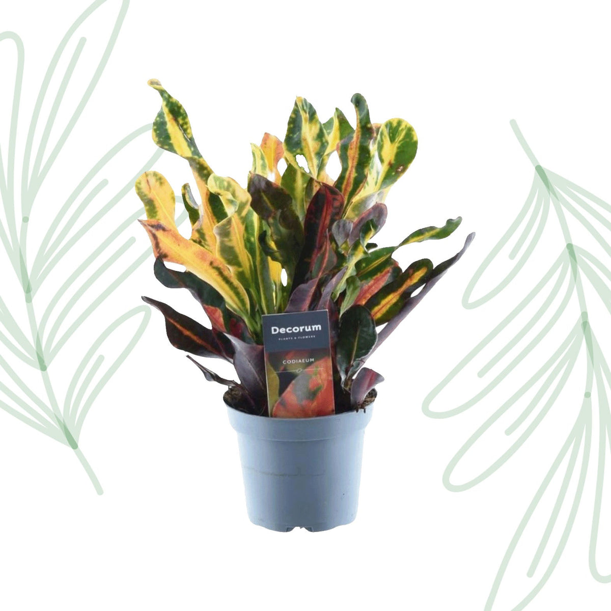 Codiaeum variegatum 'Mammi' - 30 cm - Forestbloom