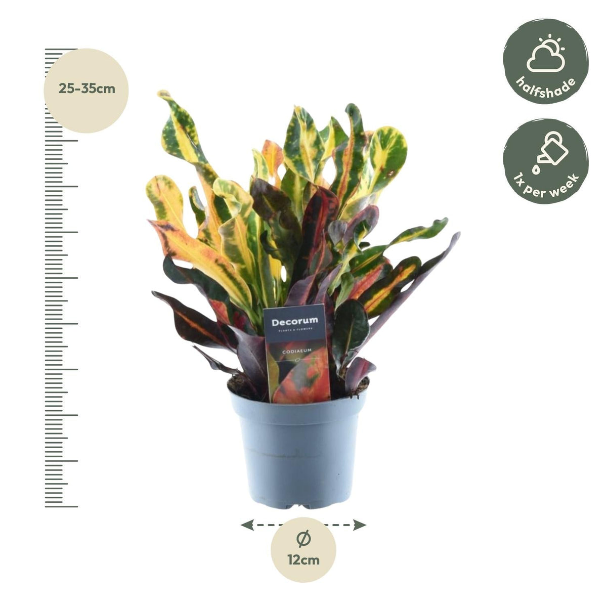 Codiaeum variegatum 'Mammi' - 30 cm - Forestbloom