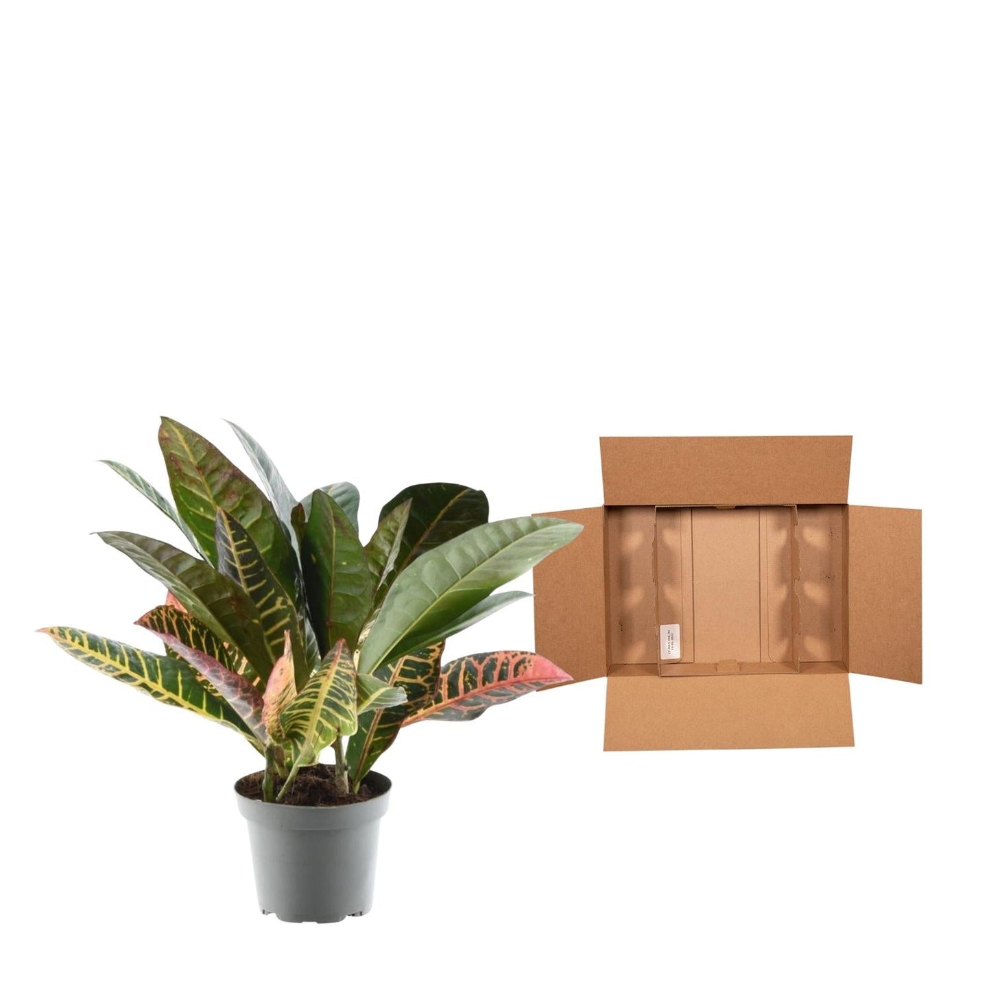 Codiaeum variegatum 'Petra' - 30 cm - Forestbloom