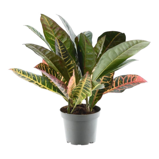 Codiaeum variegatum 'Petra' - 30 cm - Forestbloom