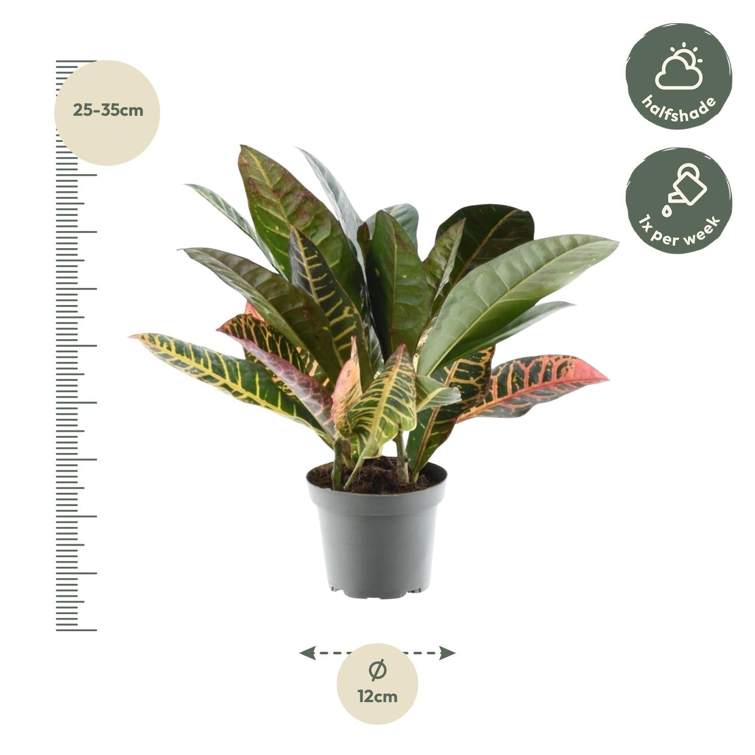 Codiaeum variegatum 'Petra' - 30 cm - Forestbloom
